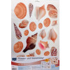 alpfa 802263 Wandsticker Motiv "Muschel / Schmetterling" selbstklebend - UV-beständig