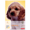 Herlitz 3320801 Schulheft, Lineatur 8f, DIN A5, 16 Blatt